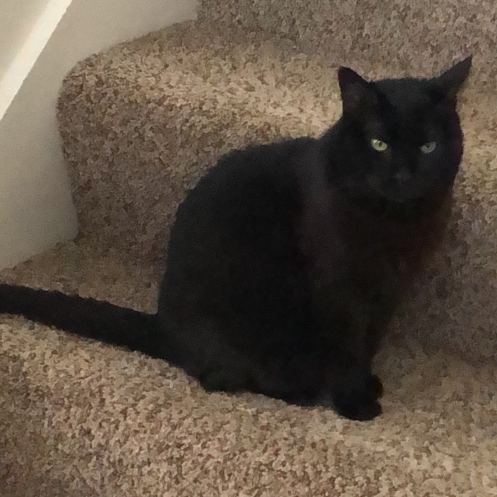 Meet your Posher, Sammy